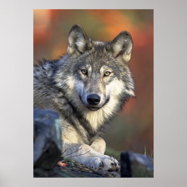 Póster Wolf Poster (Frente)