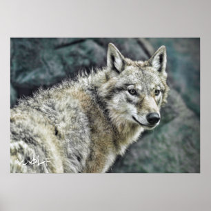 Póster Wolf: Poster de valores