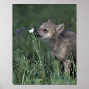 Póster Wolf Puppy Sniffing Mountain Wildflower
