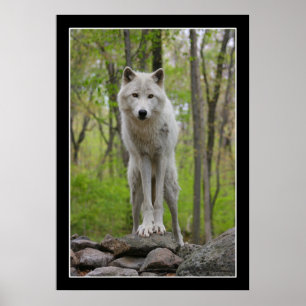 Póster Wolf Watch Poster