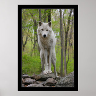 Póster Wolf Watch Poster