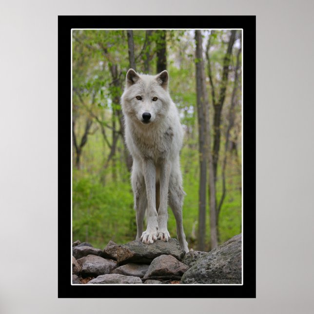 Póster Wolf Watch Poster (Frente)
