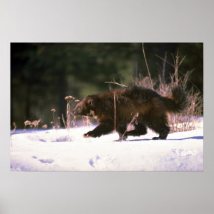Póster Wolverine corriendo por la nieve