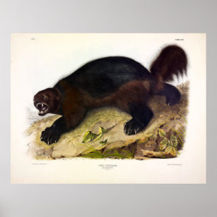 Póster Wolverine o Wolverene (Gulo gulo) de Audubon