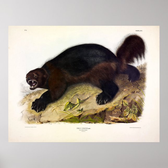 Póster Wolverine o Wolverene (Gulo gulo) de Audubon (Frente)