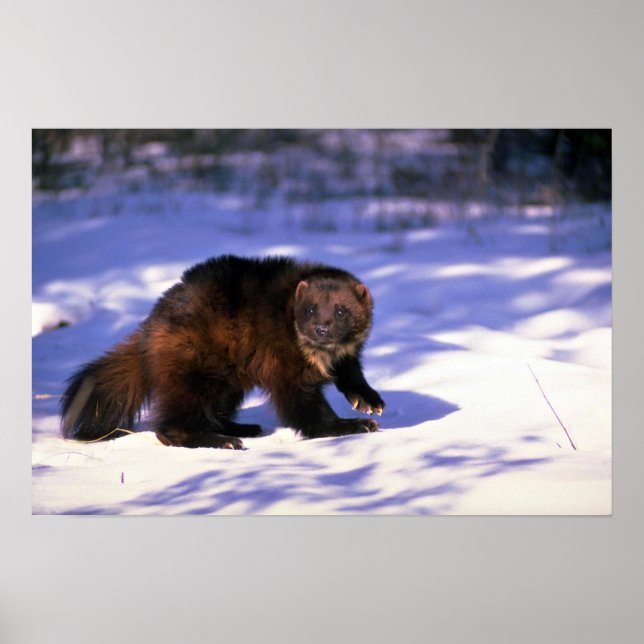 Póster Wolverine on snow (Frente)