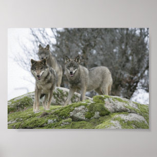 PÓSTER WOLVES