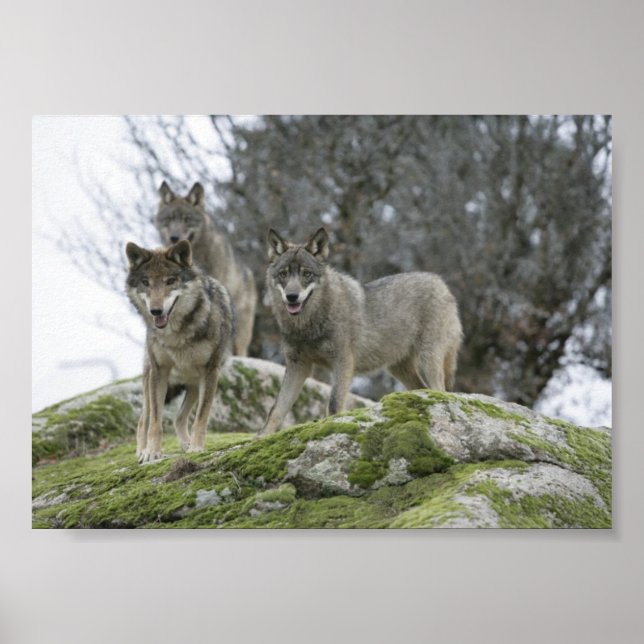 PÓSTER WOLVES (Frente)