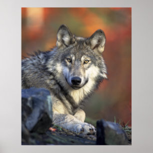 Póster Wolves Gray Wolf Canis_lupus