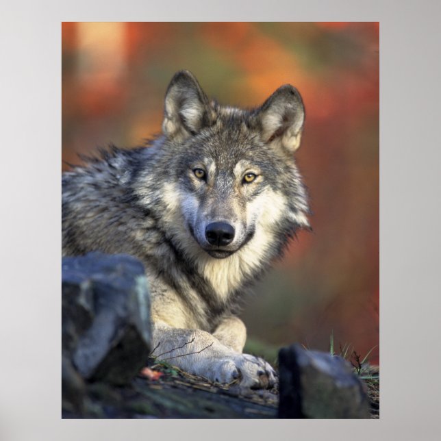 Póster Wolves Gray Wolf Canis_lupus (Frente)