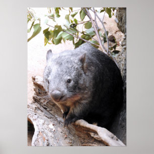 Póster Wombat