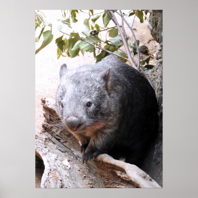 Póster Wombat (Frente)