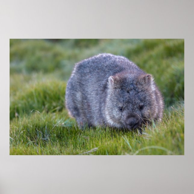 Póster Wombat Australia (Frente)