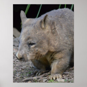Póster Wombat australiano