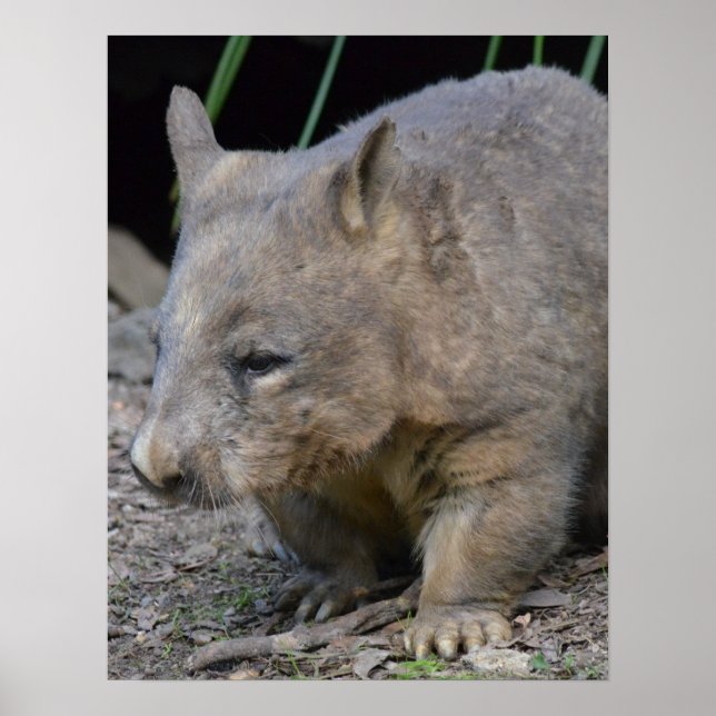 Póster Wombat australiano (Frente)