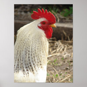 Póster Wonderful Rooster