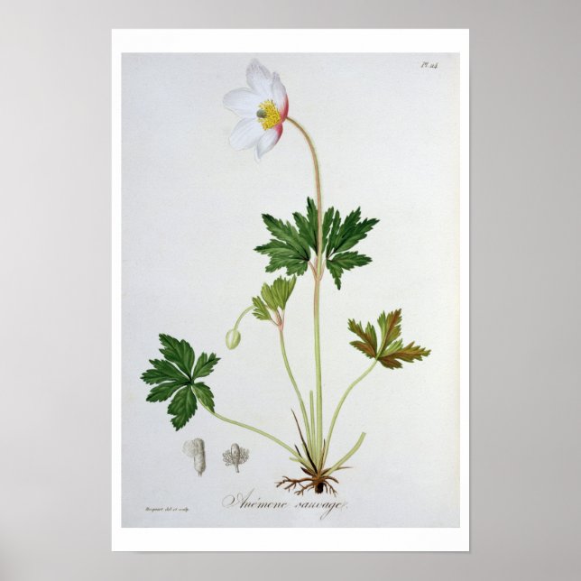 Póster Wood Anemone from 'Phytographie Medicale' by Josep (Frente)