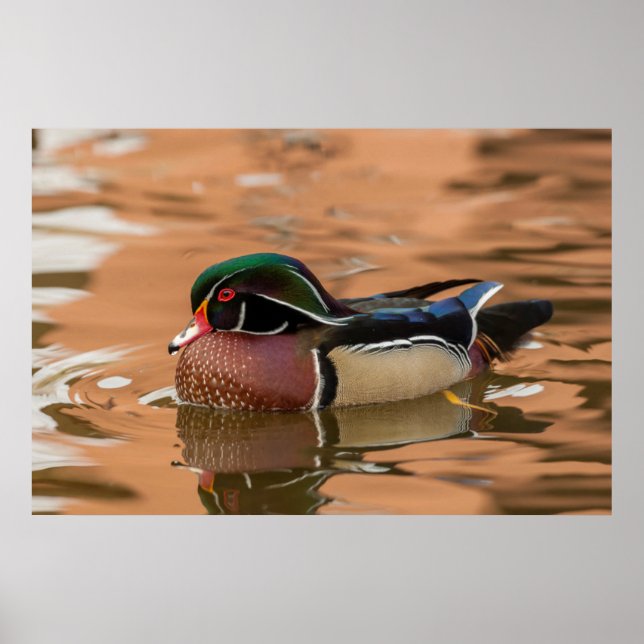 Póster Wood duck swimming in water (Frente)