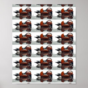 Póster Wood Duck Thunder_Cove