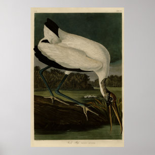 Póster Wood Ibiss (Ibis, Stork): Audubon Birds of America