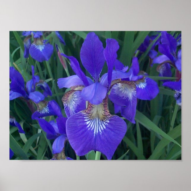 Póster Wood Iris (Frente)