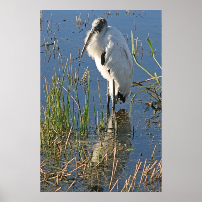 Póster Wood Stork (Frente)