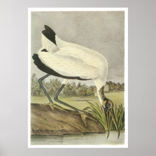 Póster Wood Stork