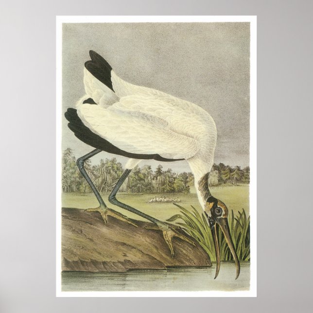 Póster Wood Stork (Frente)
