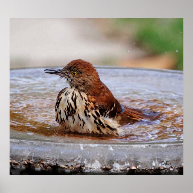 Póster Wood Thrush (Frente)