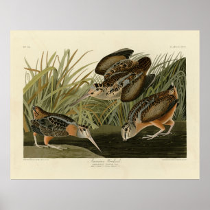 Póster Woodcock estadounidense de los pájaros de América