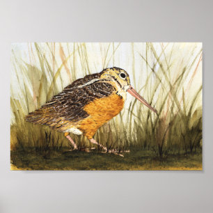 Póster Woodcock (Timberdoodle)