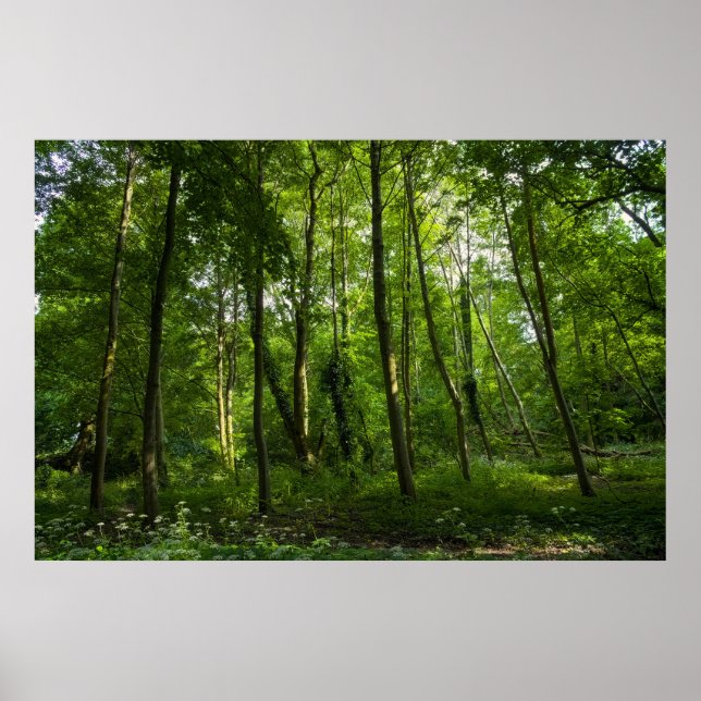 Póster Woodland. Bosque de Blackweir, Parque Bute, Cardif (Frente)