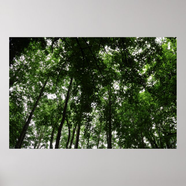 Póster Woodland Canopy 01 (Frente)