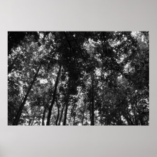 Póster Woodland Canopy 01 BW
