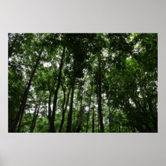 Póster Woodland Canopy 02