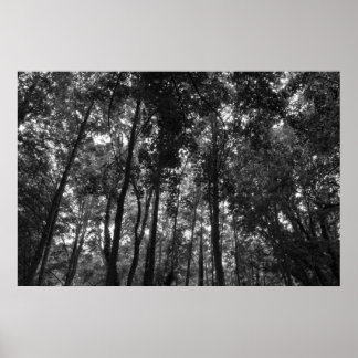 Póster Woodland Canopy 02 BW