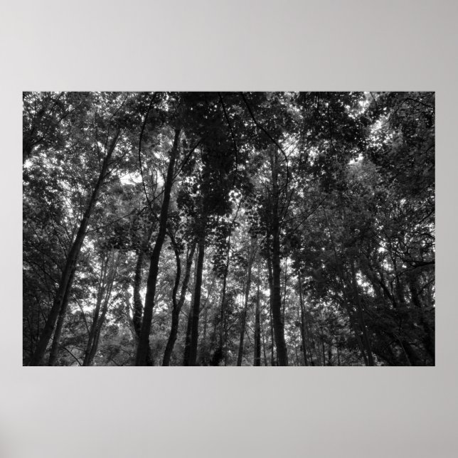 Póster Woodland Canopy 02 BW (Frente)