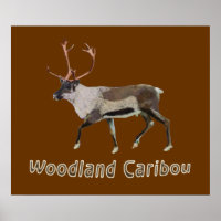 Woodland Caribou