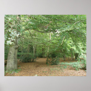 Póster Woodland Clearing Print