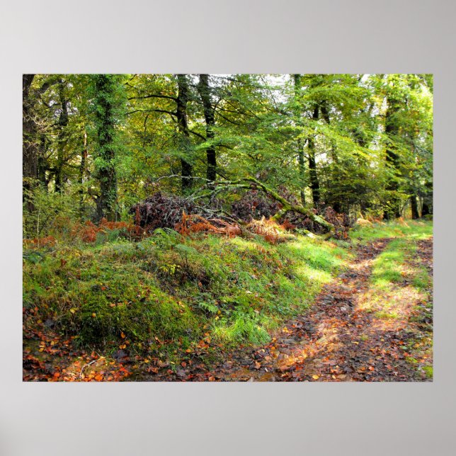 Póster Woodland en octubre (Frente)