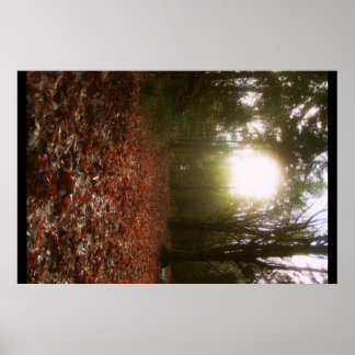 Póster Woodland inferior