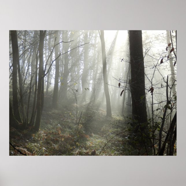 Póster Woodland Morning Mist Poster (Frente)