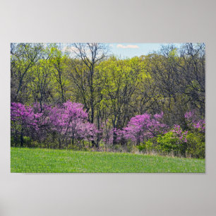 Póster Woodland Redbud Trees Shawnee Mission Parsas Kansa