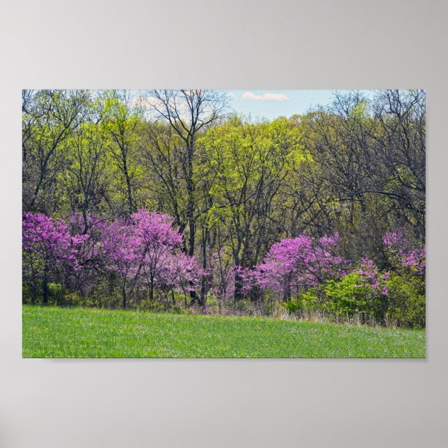 Póster Woodland Redbud Trees Shawnee Mission Parsas Kansa (Frente)