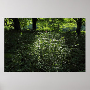 Póster Woodland Sunlight 01