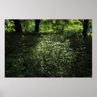 Póster Woodland Sunlight 01