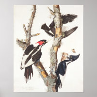 Woodpecker con billetera de marfil, 1829, (impreso