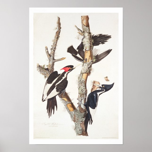 Póster Woodpecker con billetera de marfil, 1829, (impreso (Frente)