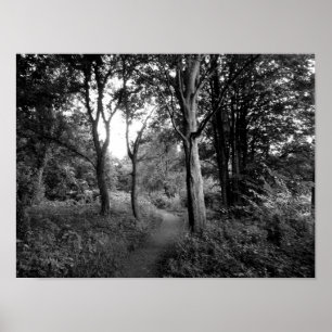 Póster Woods Bute Park, Cardiff