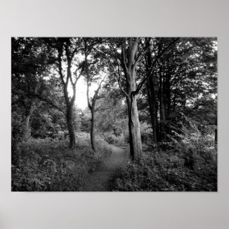 Póster Woods Bute Park, Cardiff